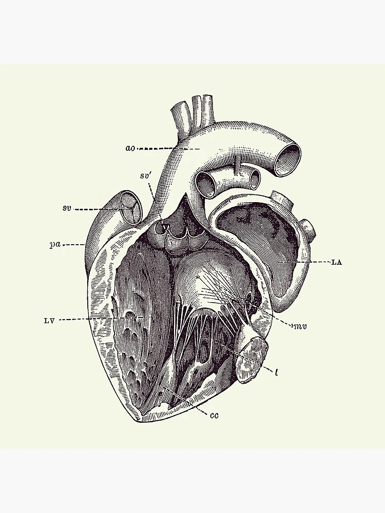 11x17 heart diagram for classroom on Craiyon