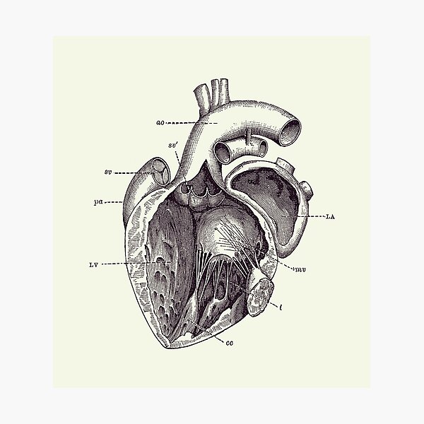Internal Human Heart Diagram - Anatomy Poster 2 Photographic Print