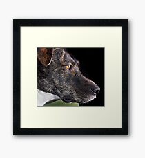 With the 999 plan how many bones can I save? Framed Print