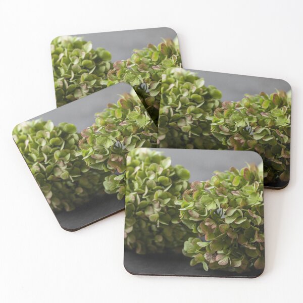 Item preview, hydrangeas from the garden designed and sold by justine Gordon.