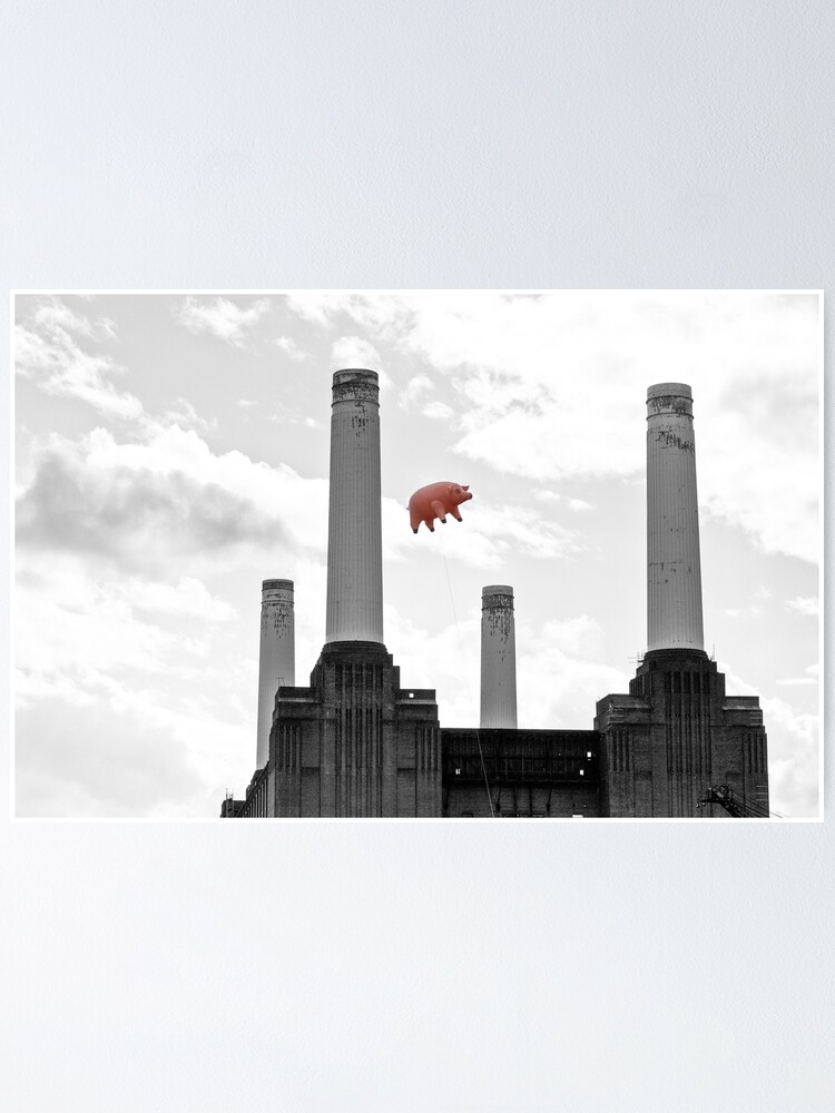 pink floyd pigs