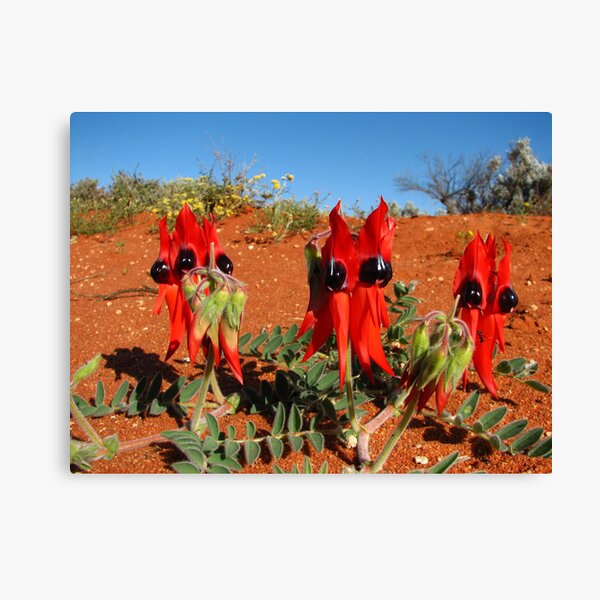 Sturts Desert Pea - South Australia Canvas Print