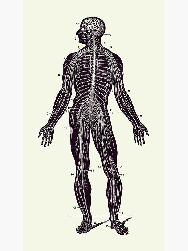 Human body silhouette vector, anatomy posters for the wall • posters white,  view, vector