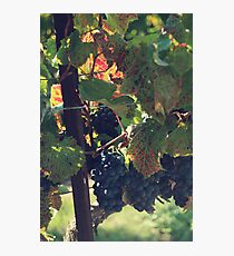 Grapes Photographic Print