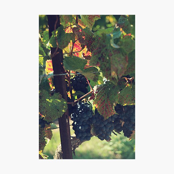 Item preview, Grapes designed and sold by Laurie Search Fine Art Photography.
