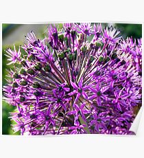 Allium aflatunense so intense Poster