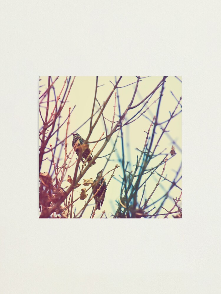 Alternate view of Day 107 - 25th October 2011 Photographic Print