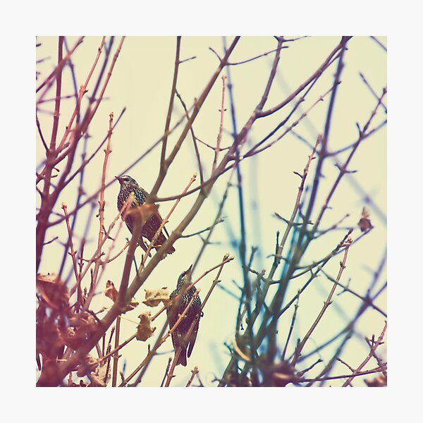 Photographic Print