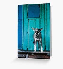 Dog in the fishermen's village Greeting Card