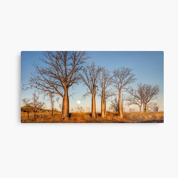 Kimberley Boabs at Sunset Metal Print