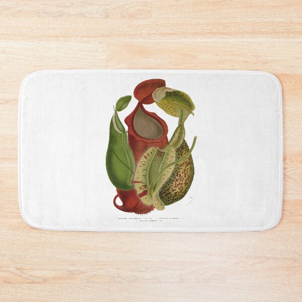Item preview, Carnivorous Pitcher Plant Study, illustration designed and sold by yourlocalltyler.