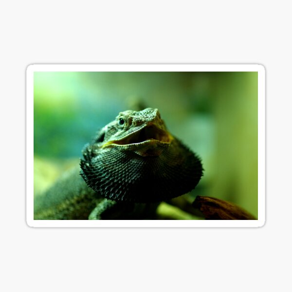 Item preview, Bearded Dragon designed and sold by Paul Chubb.