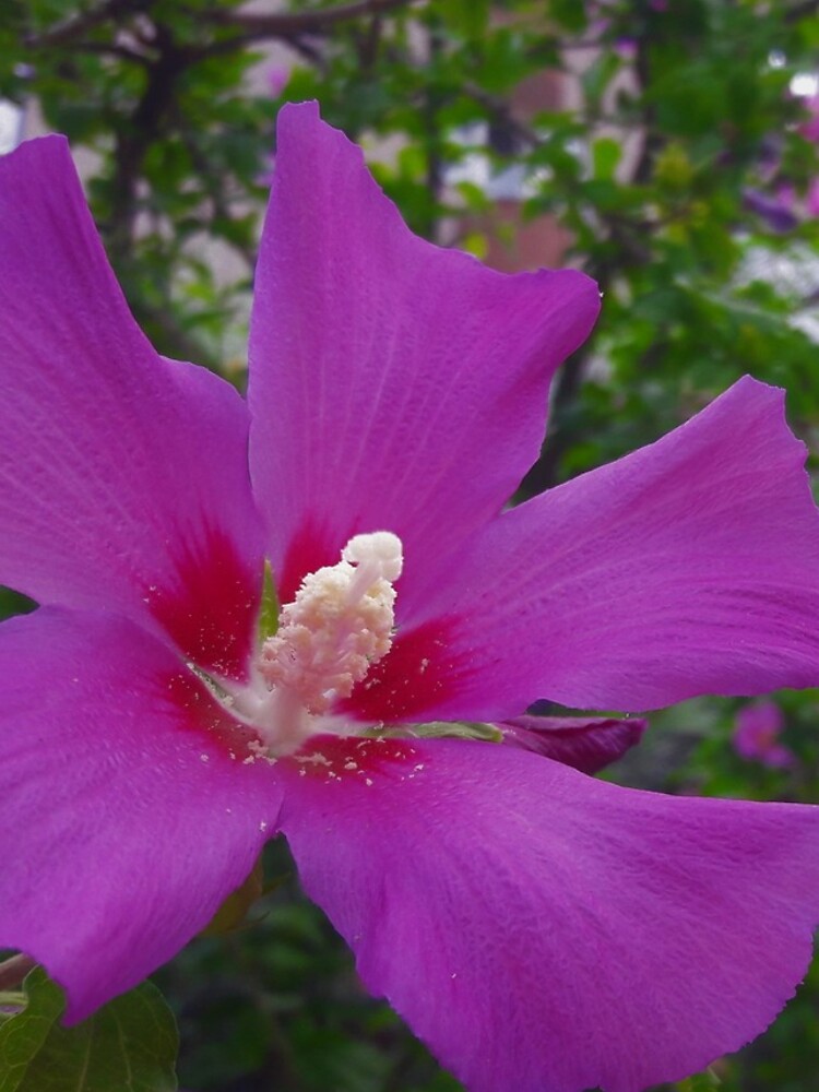 Purple Hibiscus by tomeoftrovius