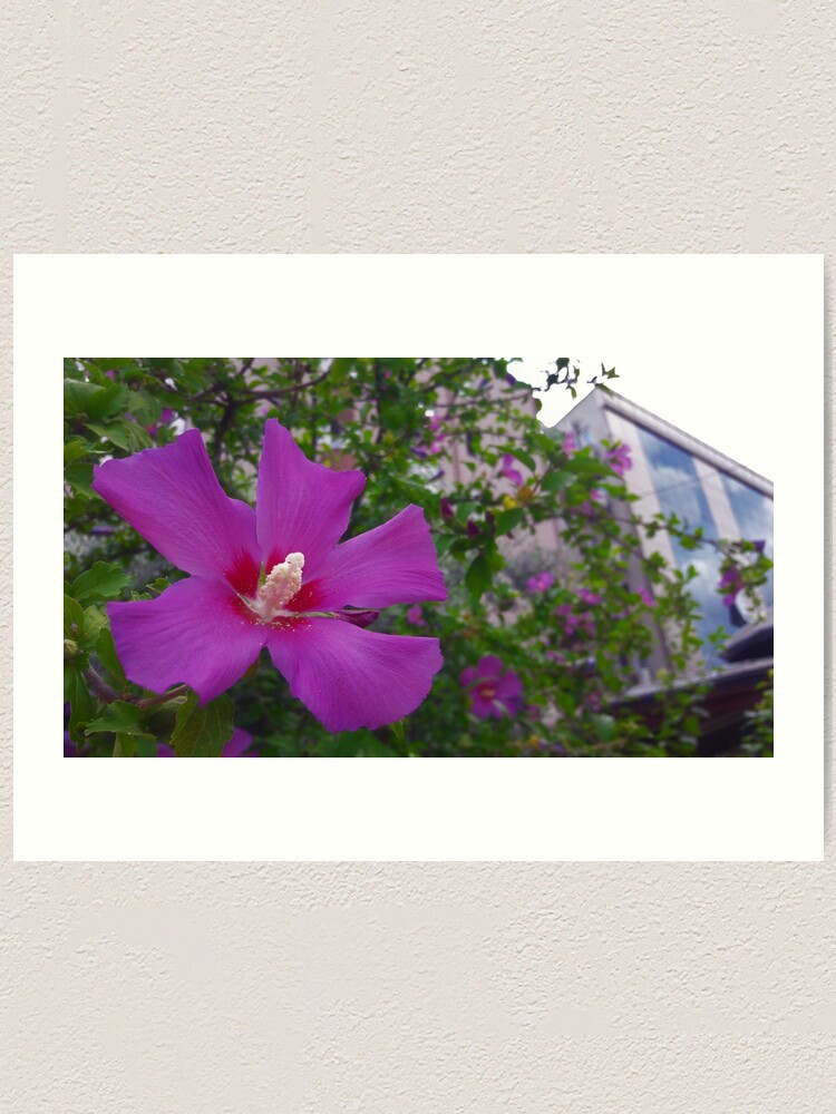 Alternate view of Purple Hibiscus Art Print