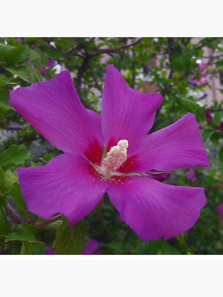 Purple Hibiscus by tomeoftrovius