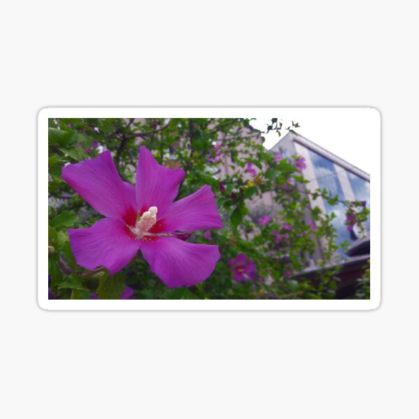Purple Hibiscus Sticker