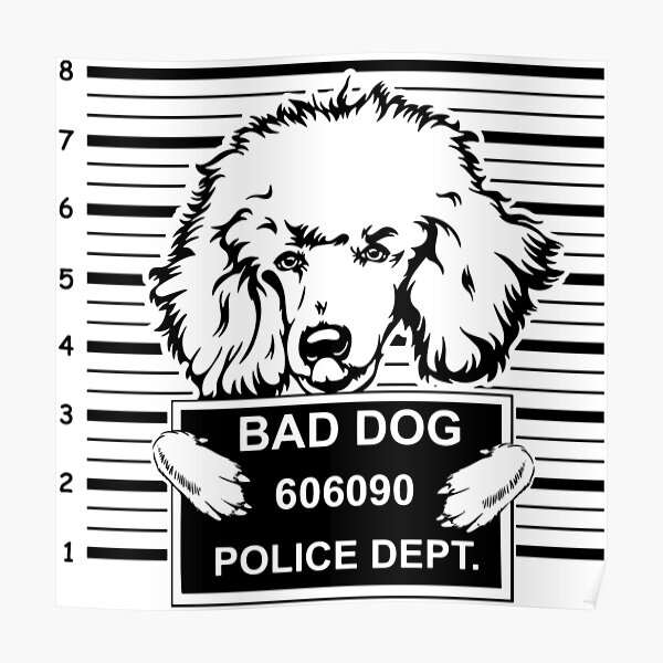 Pudel Bad Dog Funny Jail Mugshot Poster Von Thinkpup Redbubble