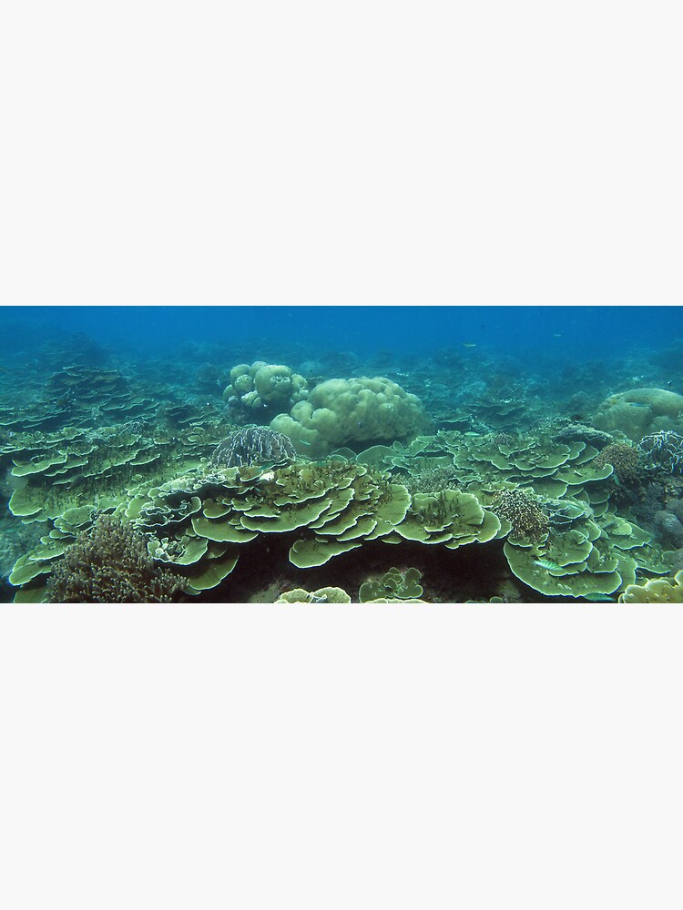 Reef at Pulau Pisang by neoniphon