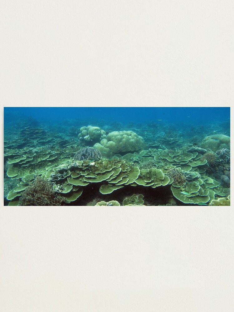 Alternate view of Reef at Pulau Pisang Photographic Print