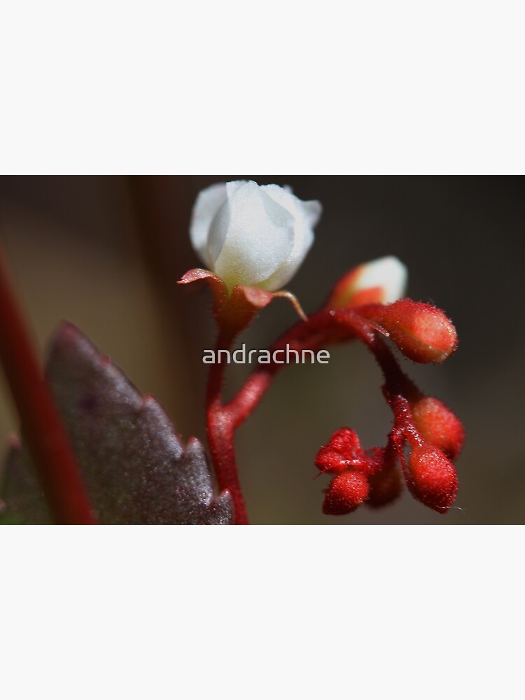 Drosera spatulata by andrachne