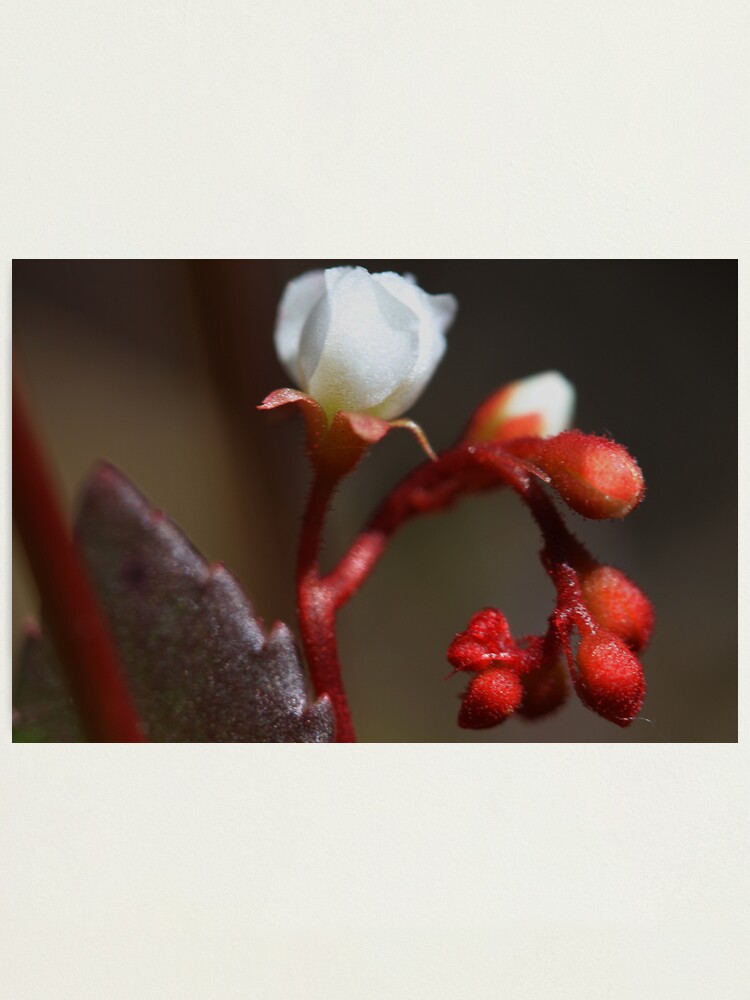 Alternate view of Drosera spatulata Photographic Print