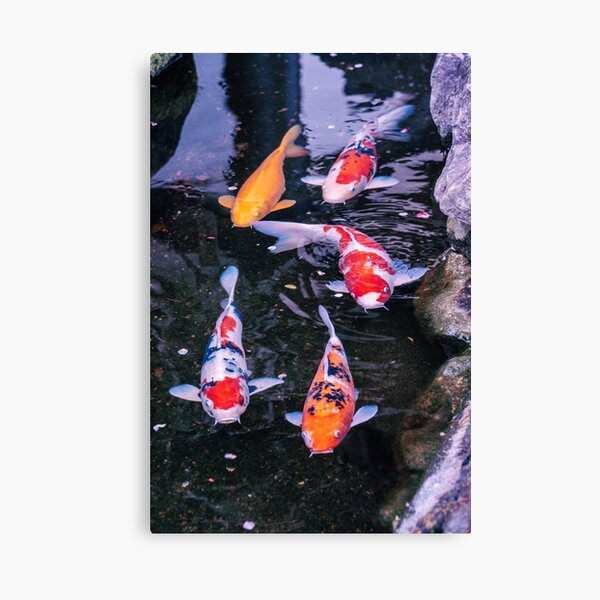 Japan - Koï Carp Canvas Print