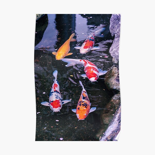 Japon - Carpes Koï Poster