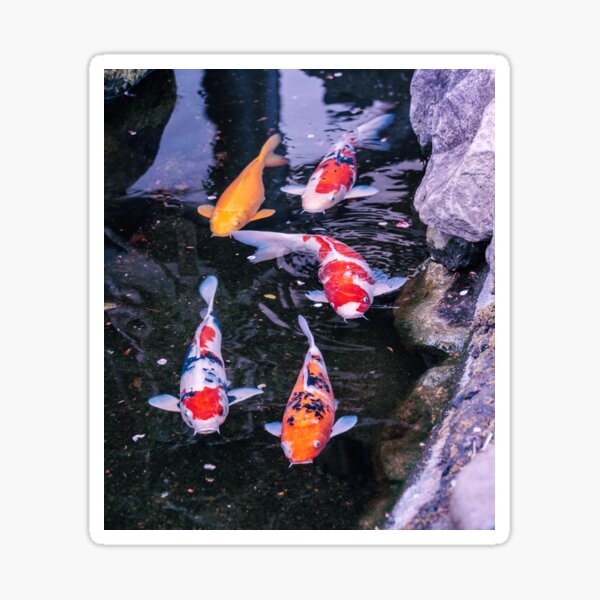 Japon - Carpes Koï Sticker