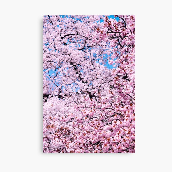 Japon - Sakura Power Impression sur toile