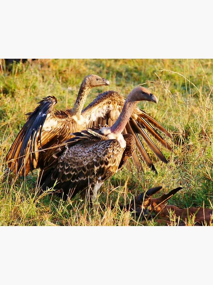 Ruppell's Vultures by rogersmith