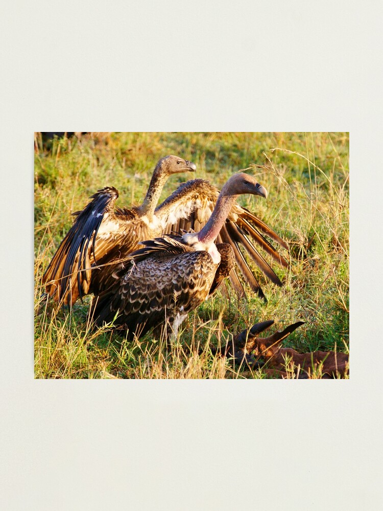Alternate view of Ruppell's Vultures Photographic Print