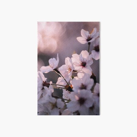 Sakura - Light and transparency Art Board Print