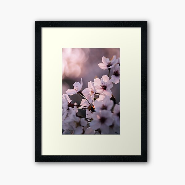 Sakura - Lumière et transparence Impression encadrée