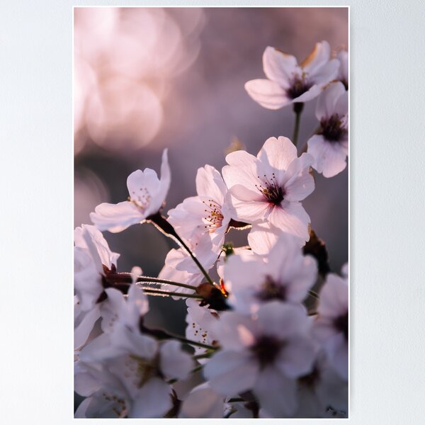 Sakura - Lumière et transparence Poster