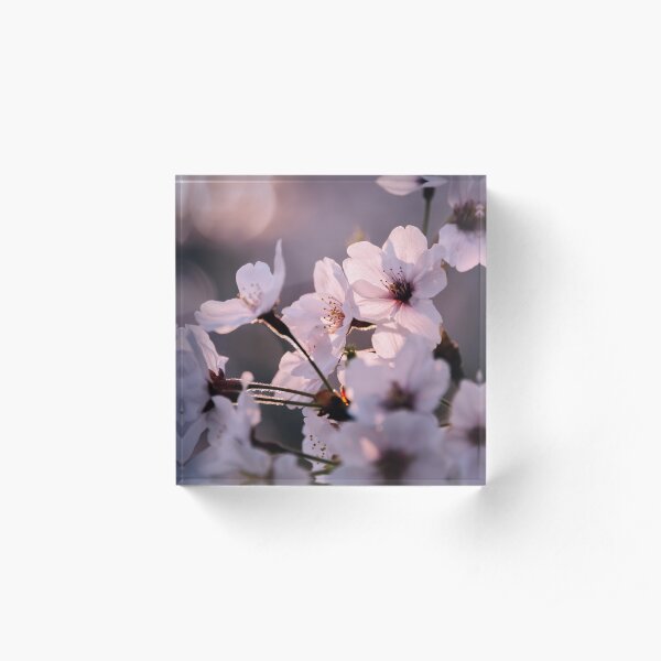 Sakura - Lumière et transparence Bloc acrylique