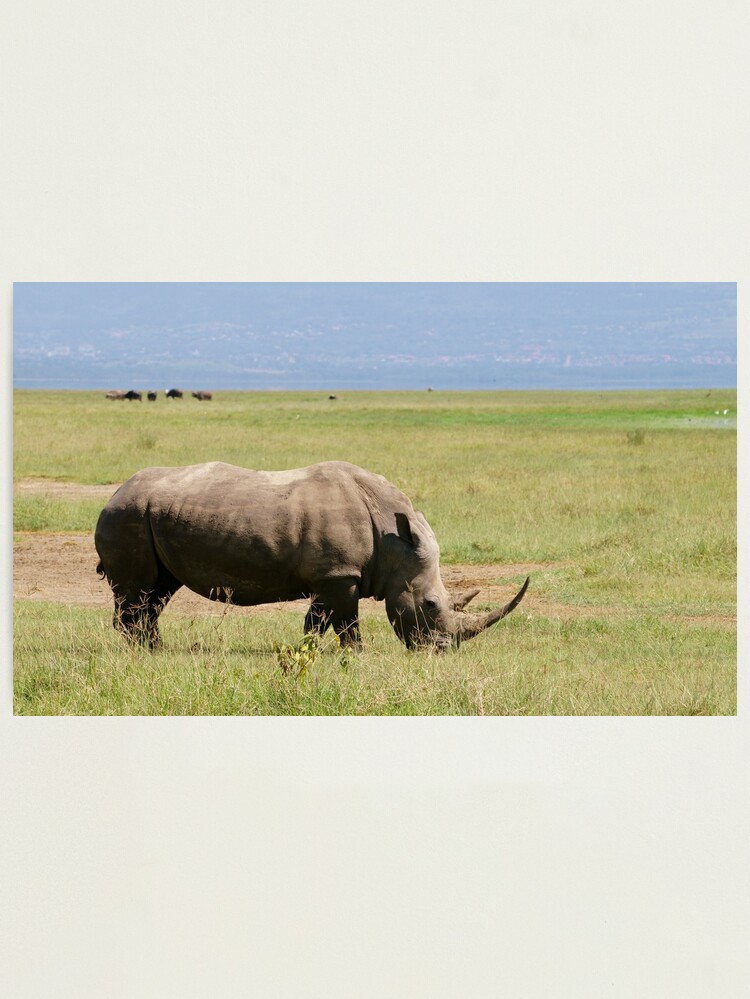 Alternate view of White Rhinoceros Photographic Print