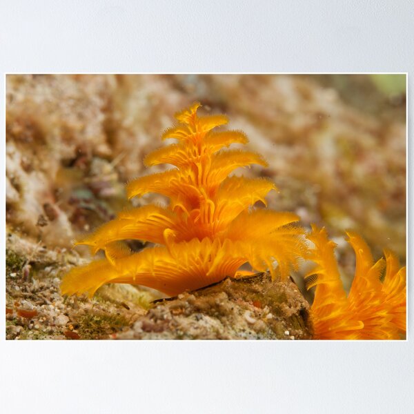 Christmas Tree Worm, Kimbe Bay, New Britain, Papua New Guinea. Poster