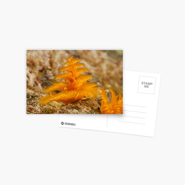 Christmas Tree Worm, Kimbe Bay, New Britain, Papua New Guinea. Postcard