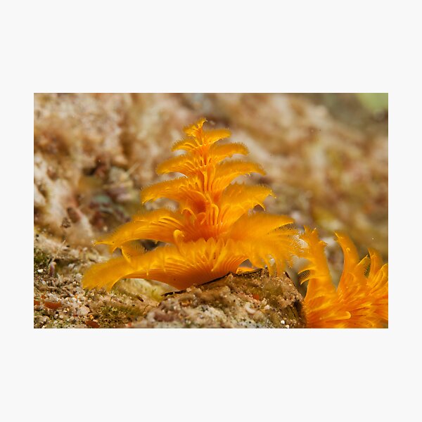 Christmas Tree Worm, Kimbe Bay, New Britain, Papua New Guinea. Photographic Print