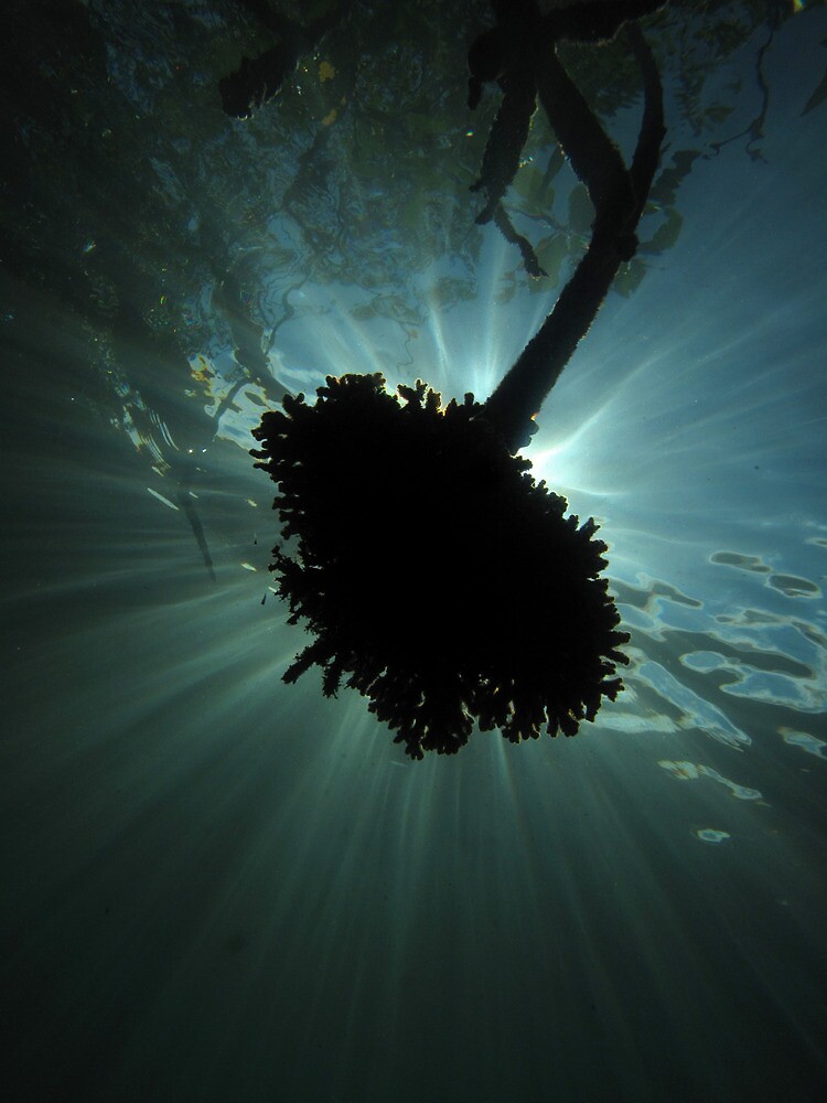 Mangrove Coral Halo by neoniphon