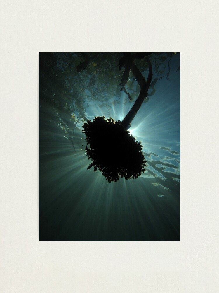 Alternate view of Mangrove Coral Halo Photographic Print