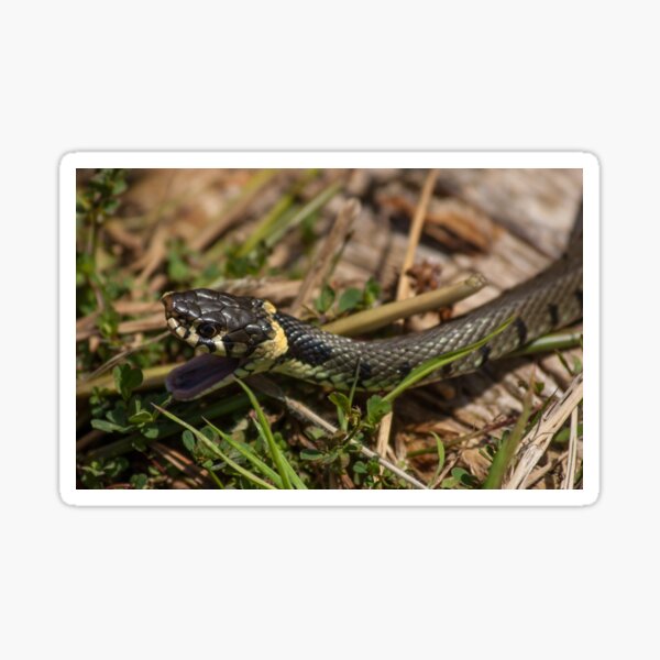 Item preview, British Grass Snake designed and sold by Dawn OCONNOR.