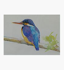 Kingfisher Photographic Print