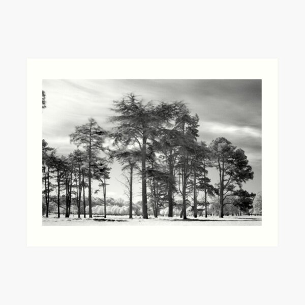 Exotic Trees in the Phoenix Park, Dublin Art Print
