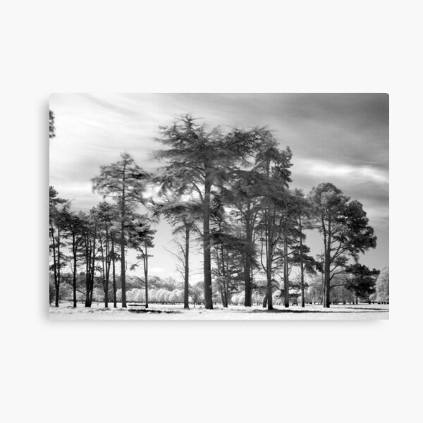 Exotic Trees in the Phoenix Park, Dublin Canvas Print