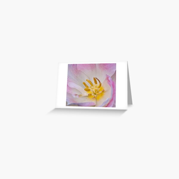 Pink and White Double Tulip Greeting Card