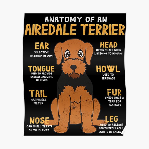 Anatomy of Airdale Terrier Dog Poster