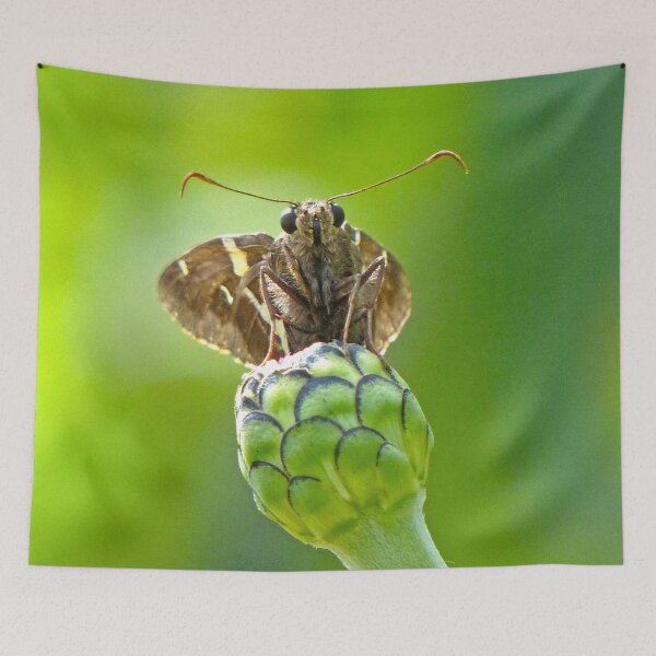 Item preview, Little Skipper Butterfly designed and sold by Frankie Cat Photography.