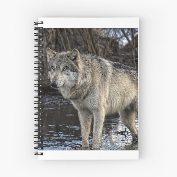 Item preview, gray wolf  designed and sold by yair  leibovich.