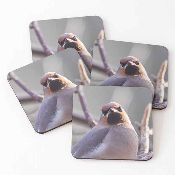 Item preview, So what. Portrait of the Bohemian waxwing designed and sold by Jouko Lehto Photography.